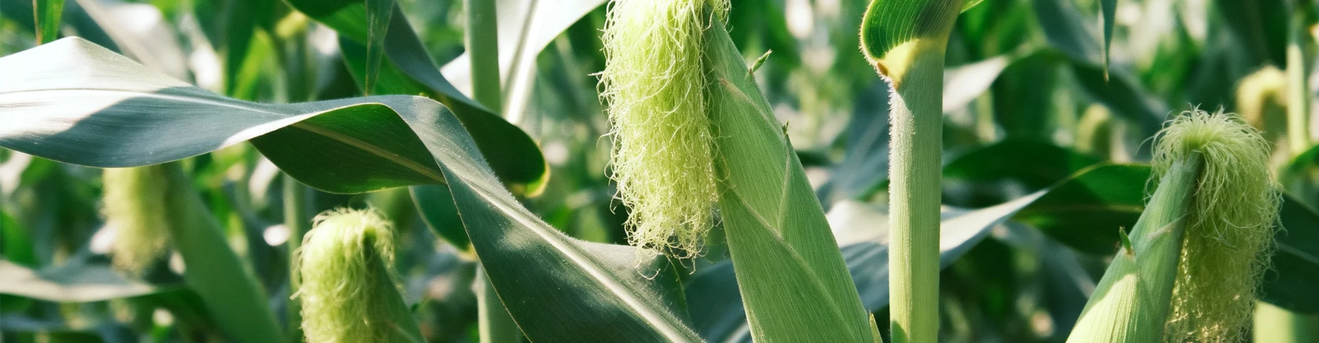 পণ্য