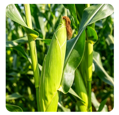Yiman Agriculture প্রিমিয়াম কৃষি পণ্যের জন্য বিশ্বব্যাপী সাপ্লাই চেইন প্রসারিত করে