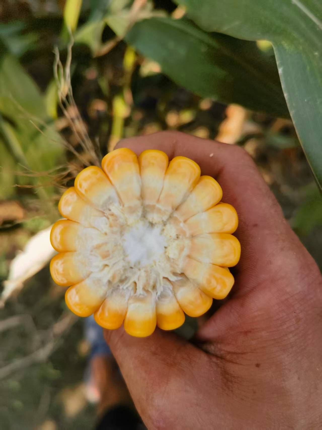 কেন ছোট খামারগুলি ভেড়া এবং ছাগলের বিশেষ কর্ন সাইলেজ বেছে নেওয়া উচিত?