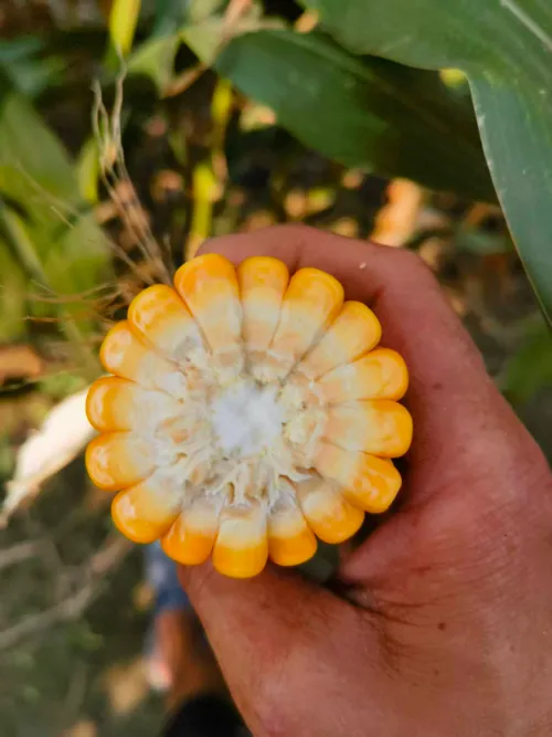 উচ্চ-আর্দ্রতার আবহাওয়ার ঘটনাগুলি সারা বিশ্বে ঘন ঘন ঘটছে, বৈজ্ঞানিক প্রক্রিয়াগুলি ব্যবহার করে উচ্চ-আর্দ্রতার অবস্থার জন্য কীভাবে উচ্চ-মানের তাজা ভুট্টা সাইলেজ তৈরি করা যেতে পারে?