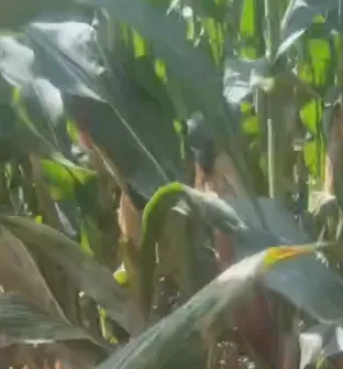 কিভাবে চীন উচ্চ শক্তির মিশ্র সাইলেজ ফিড চাষের খরচ কমাতে পারে এবং পশুসম্পদ বৃদ্ধি করতে পারে?