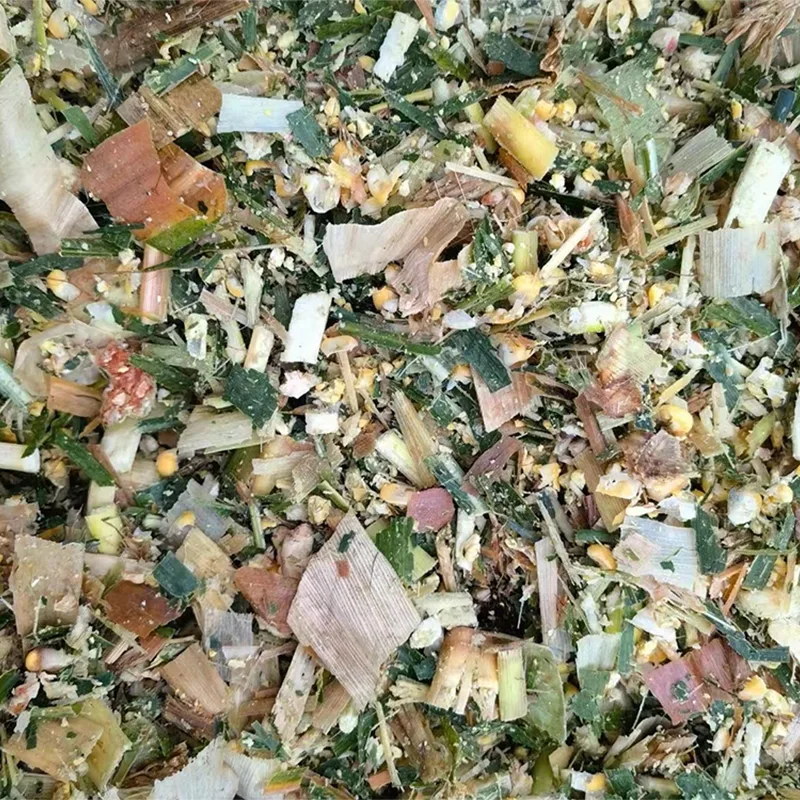 ভুট্টা সাইলেজ মিশ্র চারা
