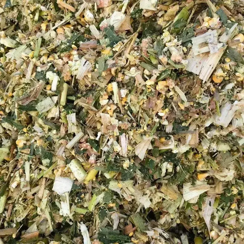 ল্যাক্টেশন ডেইরি কাউ কর্ন সাইলেজ
